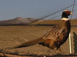 Chukar Hunting Nevada