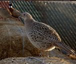 pheasant